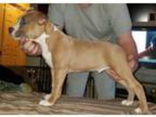 American Staffordshire Terrier Puppy for sale in Greenville, NC, USA