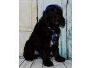 Labradoodle Puppy for sale in Sulphur Springs, TX, USA