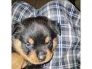 Rottweiler Puppy for sale in Jacksonville, AR, USA