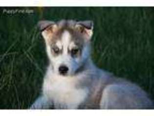 Siberian Husky Puppy for sale in Morgantown, WV, USA