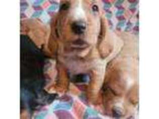 Basset Hound Puppy for sale in Hackettstown, NJ, USA