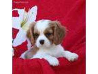 Cavalier King Charles Spaniel Puppy for sale in New Holland, PA, USA