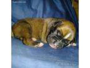 Boxer Puppy for sale in Dallas, GA, USA