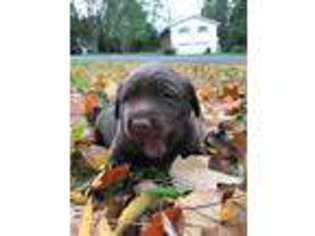 Labrador Retriever Puppy for sale in Hanover, MI, USA