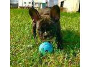 French Bulldog Puppy for sale in Frederick, MD, USA