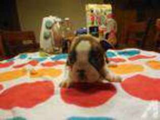 Boston Terrier Puppy for sale in PERRY, FL, USA