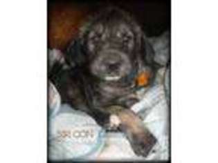 Irish Wolfhound Puppy for sale in SCOTTVILLE, MI, USA