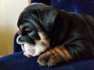Bulldog Puppy for sale in Valley Springs, CA, USA