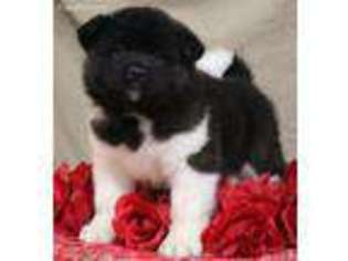 Akita Puppy for sale in Defiance, OH, USA