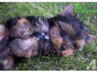 Yorkshire Terrier Puppy for sale in EPHRATA, WA, USA