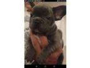 French Bulldog Puppy for sale in Westhoughton, Greater Manchester (England), United Kingdom