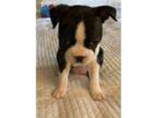 Boston Terrier Puppy for sale in Silver Springs, FL, USA