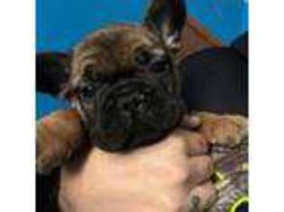 French Bulldog Puppy for sale in Postville, IA, USA
