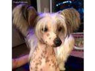 Chinese Crested Puppy for sale in Orlando, FL, USA