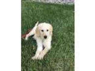 Labradoodle Puppy for sale in Neenah, WI, USA