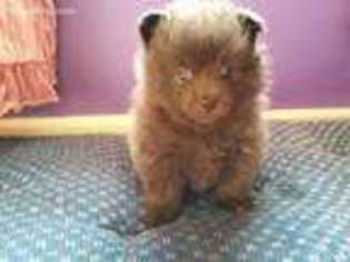 Pomeranian Puppy for sale in Lafayette, IN, USA