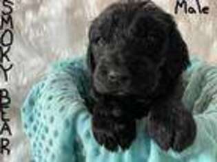 Newfoundland Puppy for sale in Soldotna, AK, USA