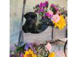 Pug Puppy for sale in Bovey, MN, USA