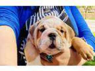 Bulldog Puppy for sale in Gilbert, AZ, USA