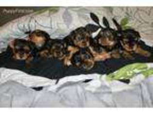 Yorkshire Terrier Puppy for sale in Cliffside Park, NJ, USA
