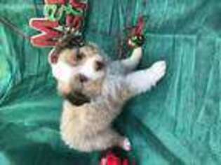 Miniature Australian Shepherd Puppy for sale in Shepherdsville, KY, USA