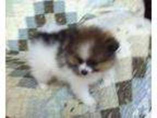 Pomeranian Puppy for sale in CUSSETA, AL, USA