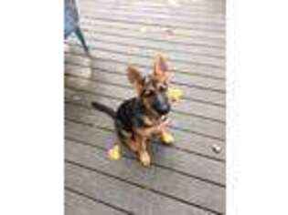 German Shepherd Dog Puppy for sale in Willimantic, CT, USA