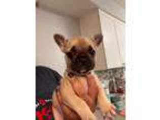French Bulldog Puppy for sale in Stratford, NJ, USA