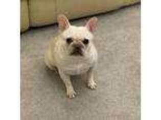 French Bulldog Puppy for sale in Elmsford, NY, USA