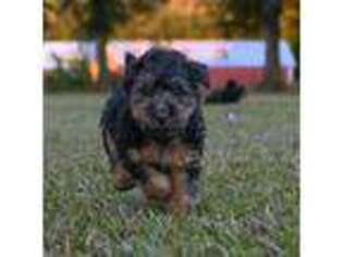 Welsh Terrier Puppy for sale in Barnwell, SC, USA