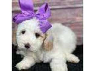 Cavapoo Puppy for sale in Shirley, NY, USA
