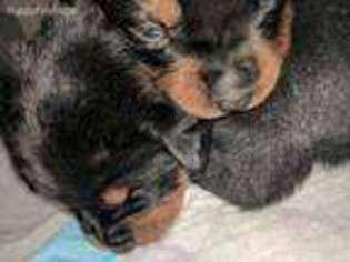 Rottweiler Puppy for sale in Hartville, OH, USA