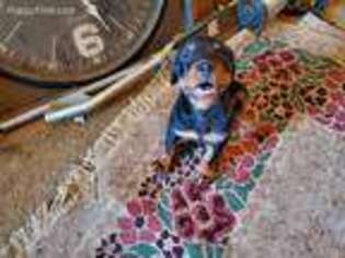 Rottweiler Puppy for sale in Fort Walton Beach, FL, USA