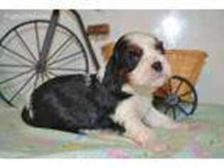 Cavalier King Charles Spaniel Puppy for sale in Fayetteville, AR, USA