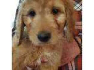 Goldendoodle Puppy for sale in Upperco, MD, USA