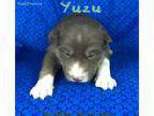 Siberian Husky Puppy for sale in Fulton, NY, USA