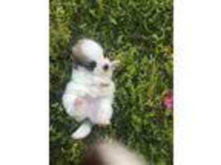 Pomeranian Puppy for sale in Vista, CA, USA