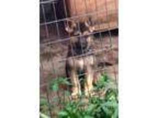 German Shepherd Dog Puppy for sale in Mount Holly, NC, USA