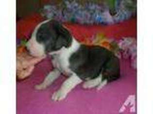 Great Dane Puppy for sale in RICE, TX, USA
