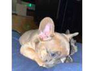 French Bulldog Puppy for sale in Weymouth, MA, USA