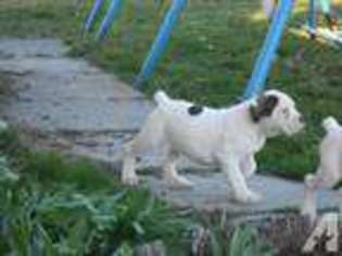 Olde English Bulldogge Puppy for sale in FRUITLAND, ID, USA