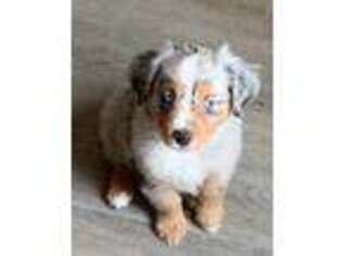 Miniature Australian Shepherd Puppy for sale in Anderson, CA, USA
