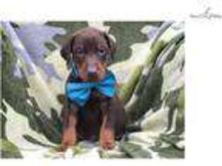 Doberman Pinscher Puppy for sale in Lancaster, PA, USA