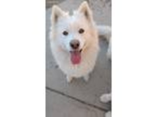 Samoyed Puppy for sale in Fruita, CO, USA