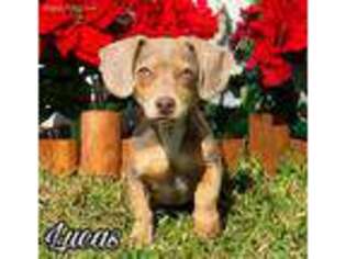 Dachshund Puppy for sale in Miami, FL, USA