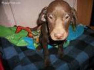 German Shorthaired Pointer Puppy for sale in Edgemont, SD, USA