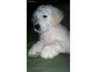 Goldendoodle Puppy for sale in Brownsville, CA, USA