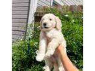 Goldendoodle Puppy for sale in Ramona, CA, USA