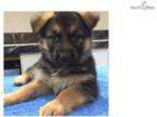 German Shepherd Dog Puppy for sale in Saint Augustine, FL, USA