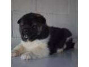Akita Puppy for sale in New Holland, PA, USA
